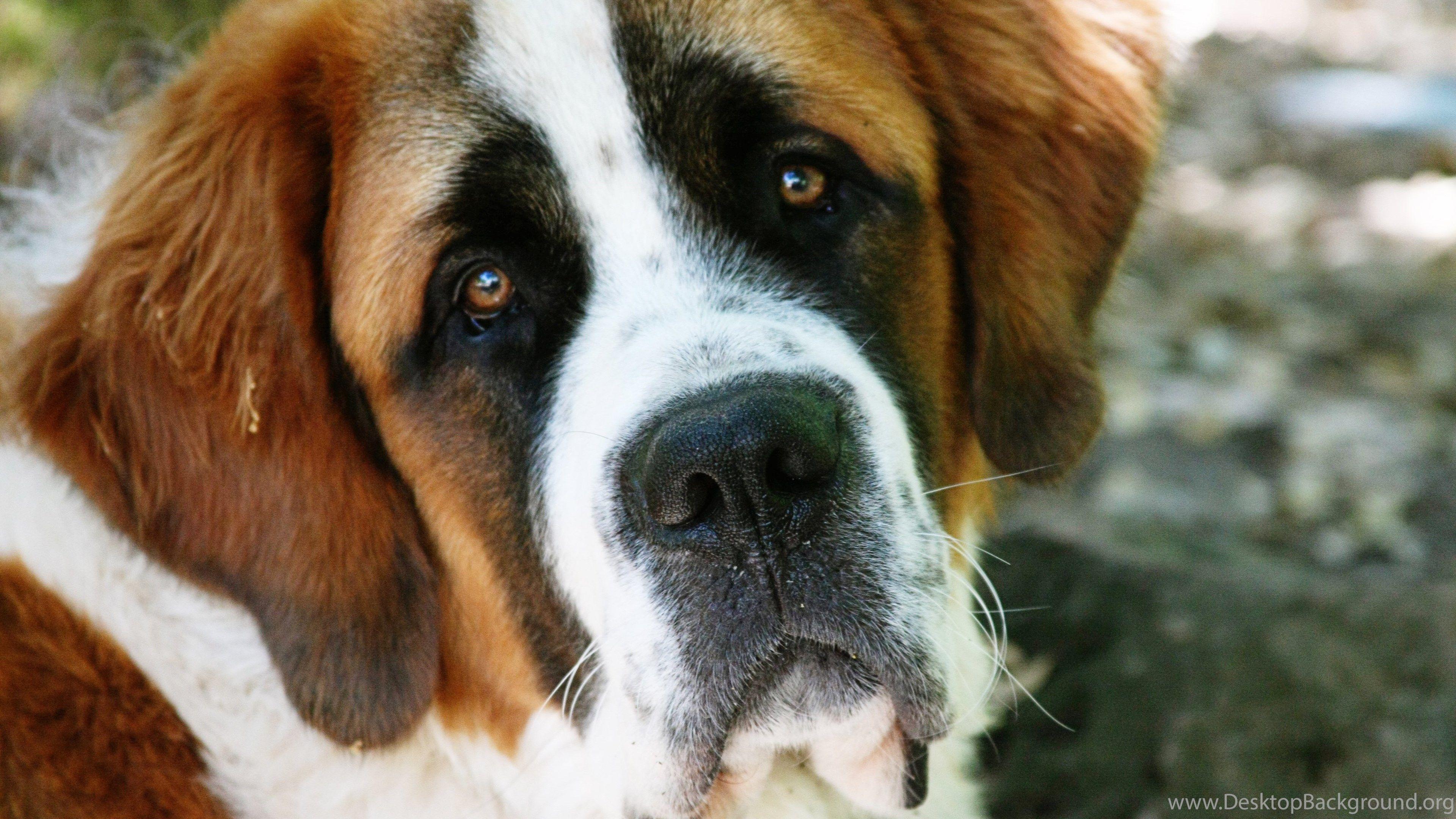 3840x2160 Top HD St Bernard Wallpaper Desktop Background