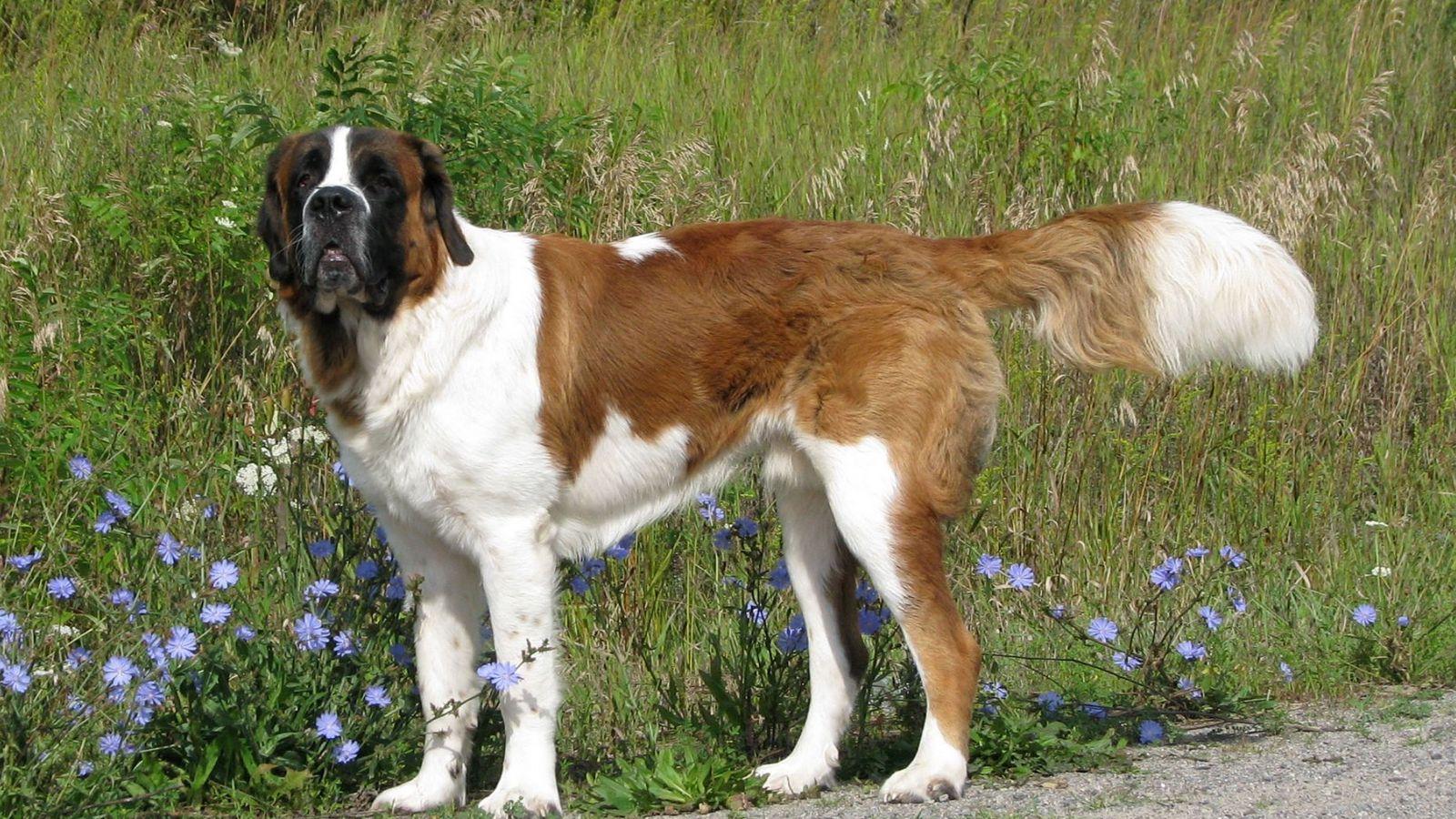 1600x900 Download wallpaper 1600x900 saint bernard, dog, grass, walk widescreen 16:9 HD background