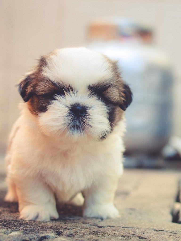 768x1024 Cute puppies 4K Wallpaper, Saint Bernard, Cute dog, Adorable, Fluffy dog, Animals