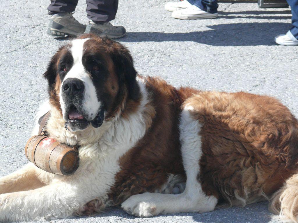1024x768 What's in the Barrel Around a Saint Bernard's Neck?