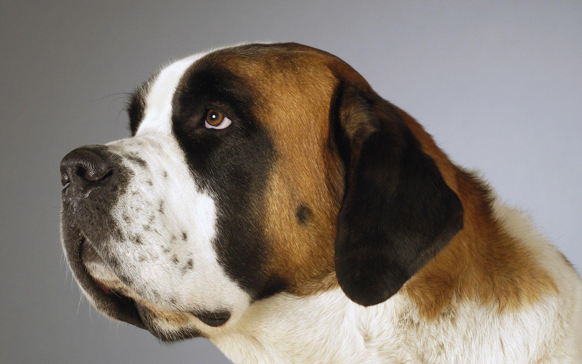 1920x1200 Free Saint Bernards Wallpaper