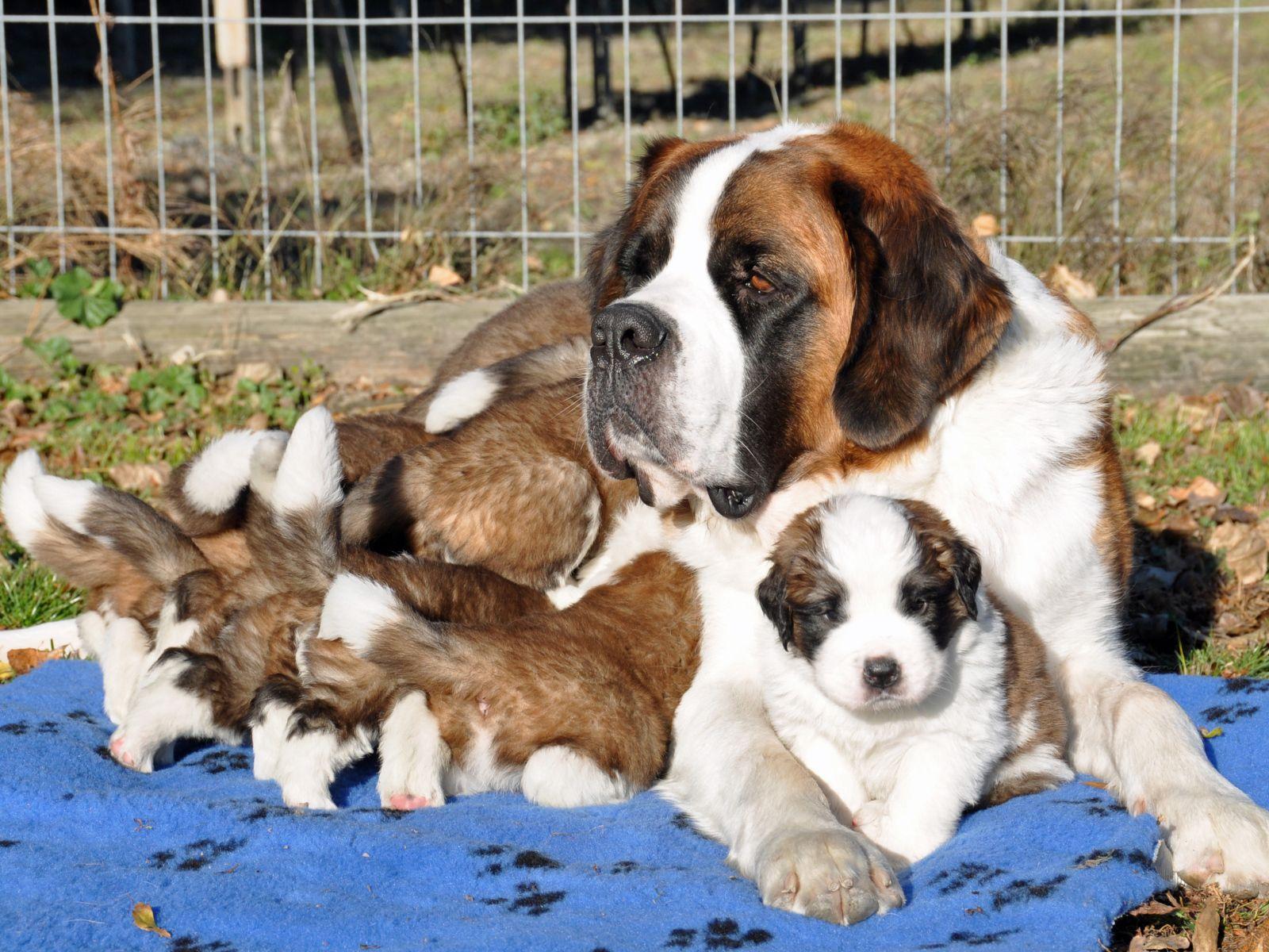 1600x1200 St. Bernard puppies with mom Desktop wallpaper 1600x1200
