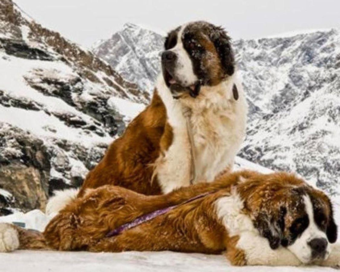 1125x900 Free download St Bernard HD Picture Wallpap Android Apps on Google Play [1125x900] for your Desktop, Mobile & Tablet. Explore St Bernard Wallpaper. St Bernard Wallpaper, St Bernard Wallpaper