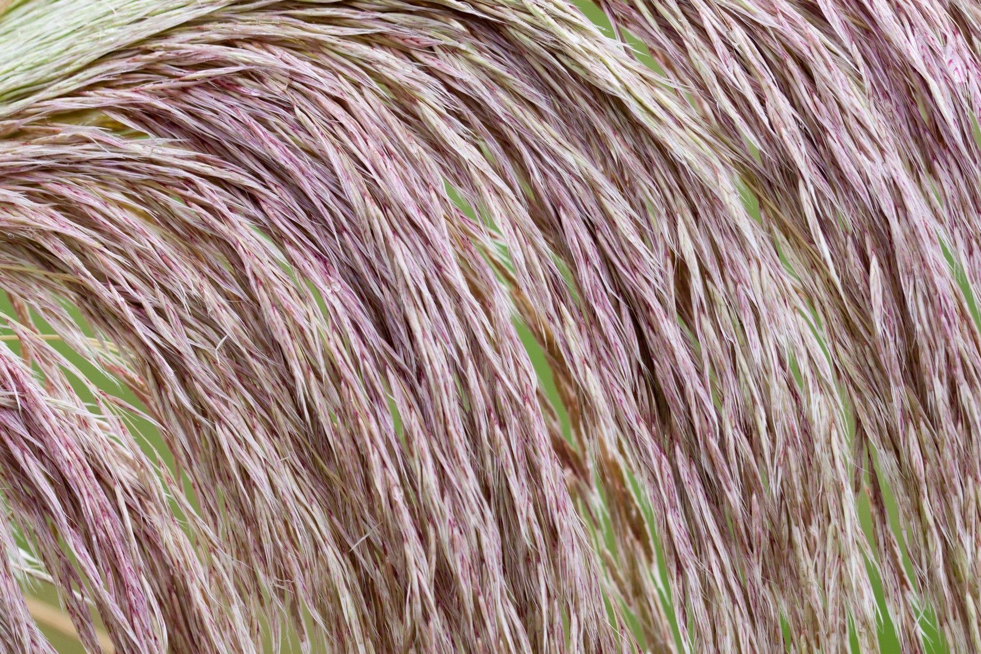 1920x1280 Grass, pampas, pampas grass, background, wallpaper