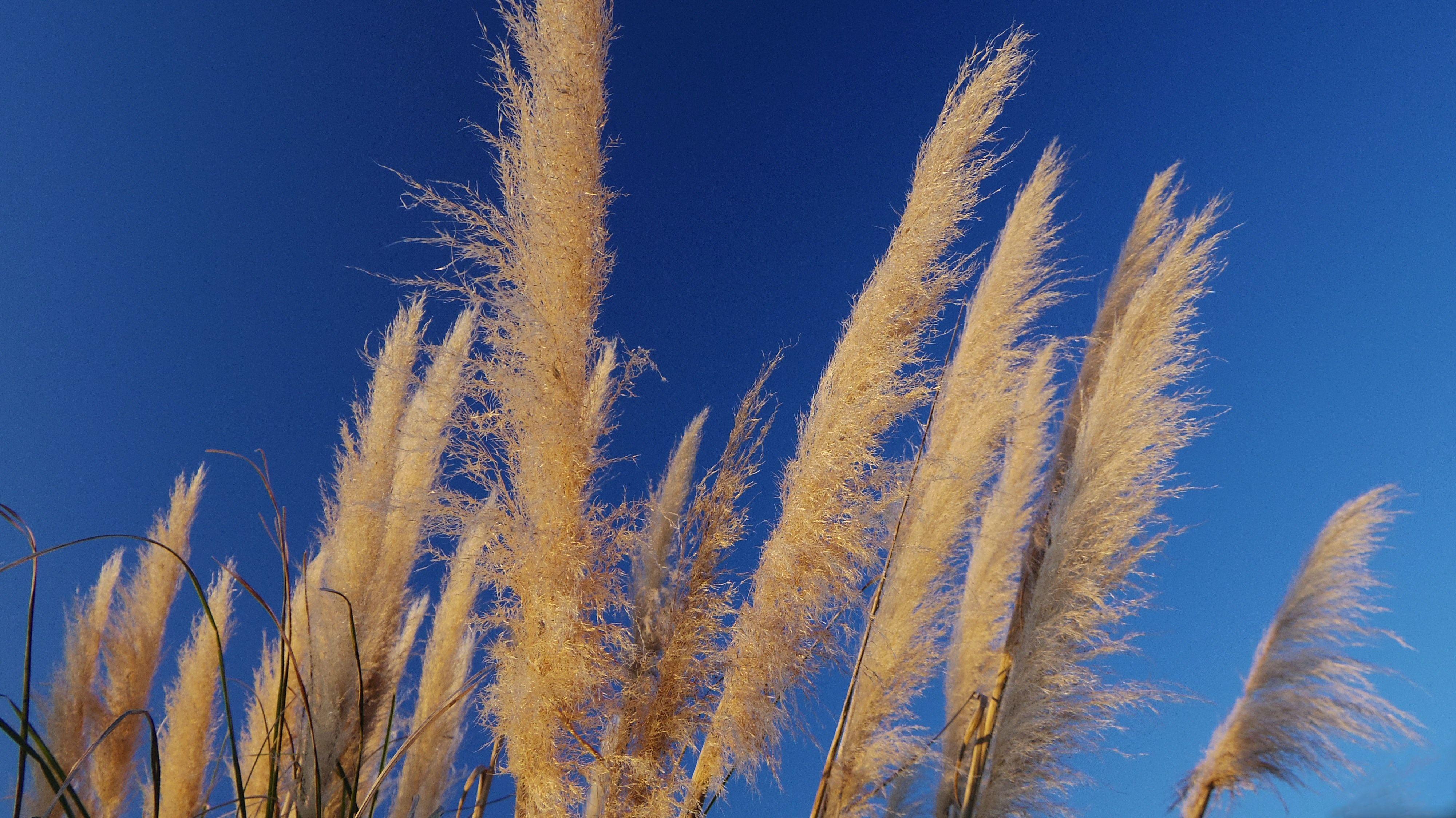 Pampas Grass Wallpapers - Top Free Pampas Grass Backgrounds