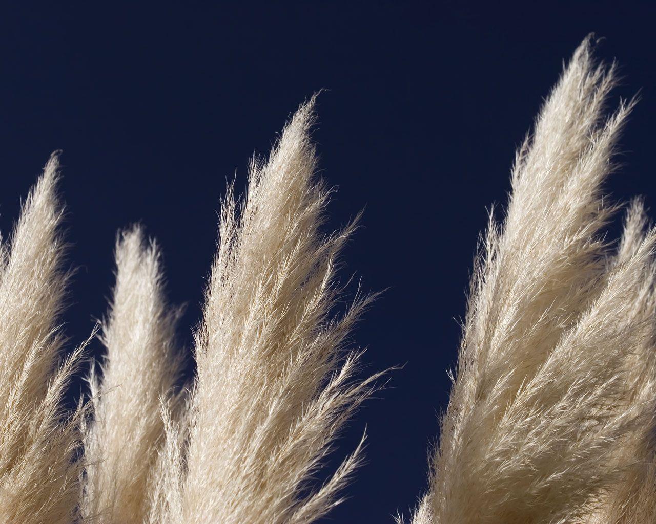 Pampas Grass Wallpapers - Top Free Pampas Grass Backgrounds