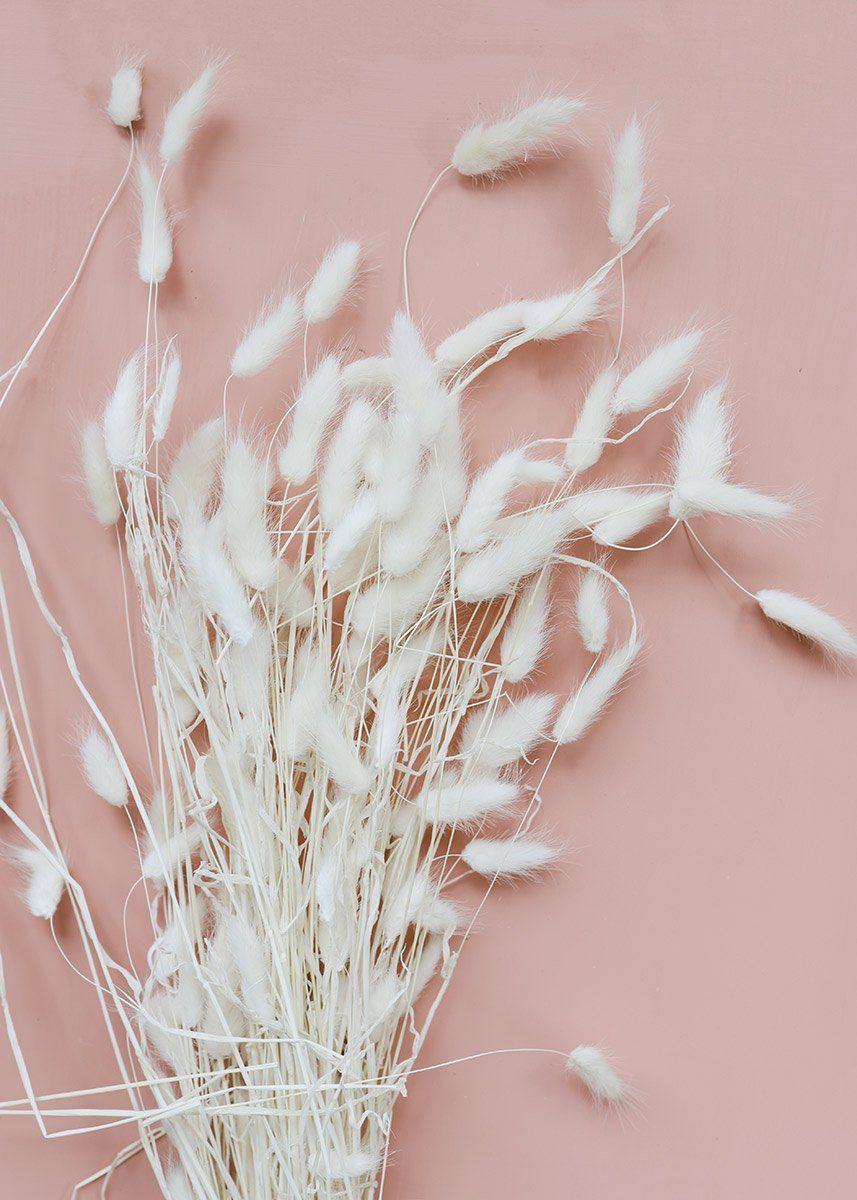 Pampas Grass Wallpapers - Top Free Pampas Grass Backgrounds