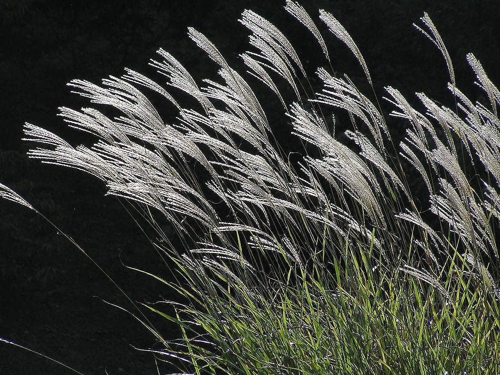 1024x768 Pampas Grass