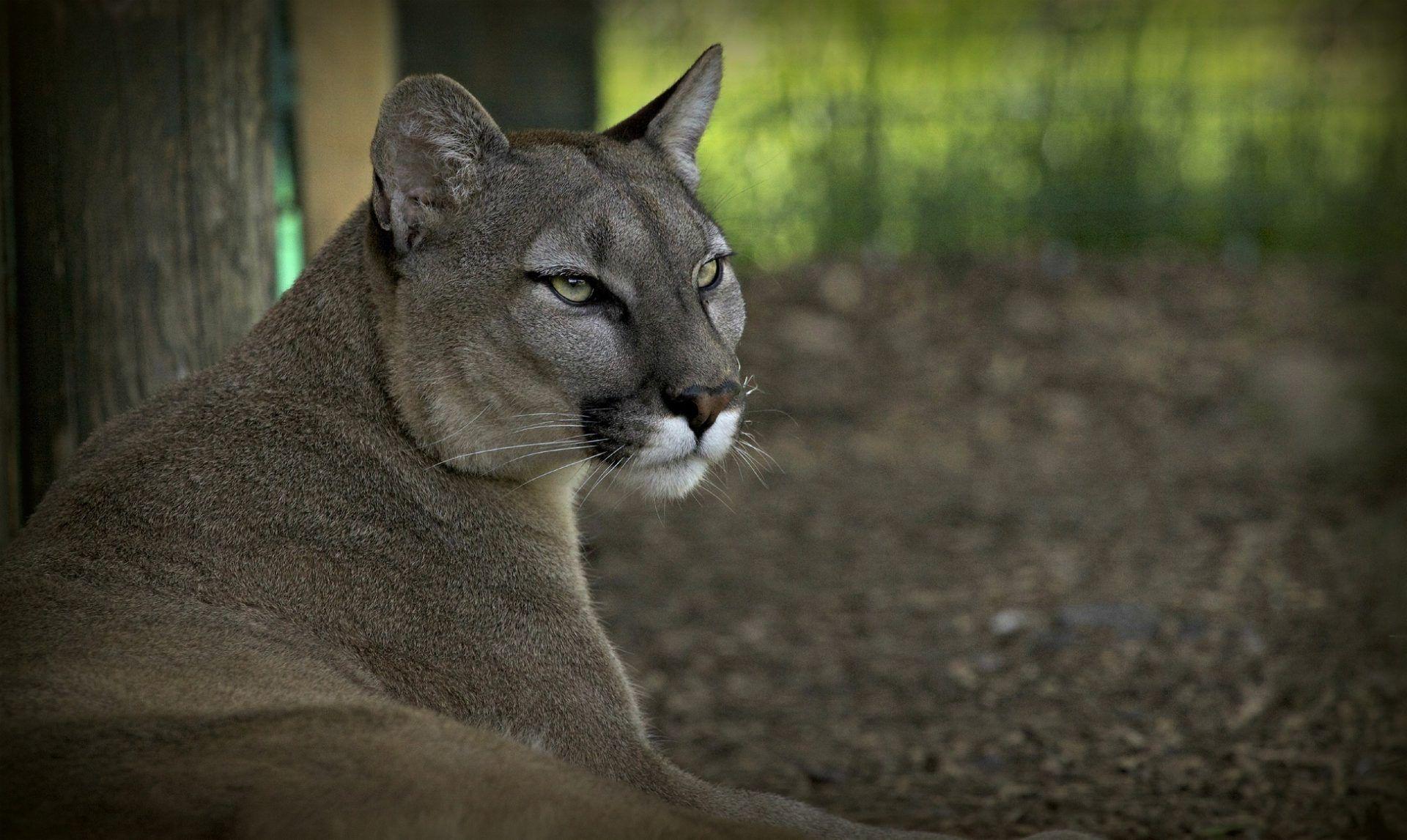 1920x1147 Download HD Photo Wallpaper Puma Cougar Wolf Mountain Lion Wildcat