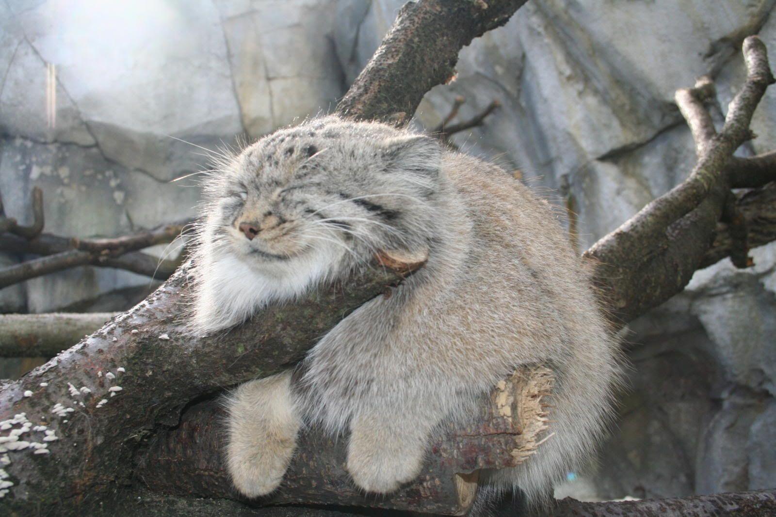 1600x1067 cats wildcat manul 1600x1067 wallpaper High Quality Wallpaper, High