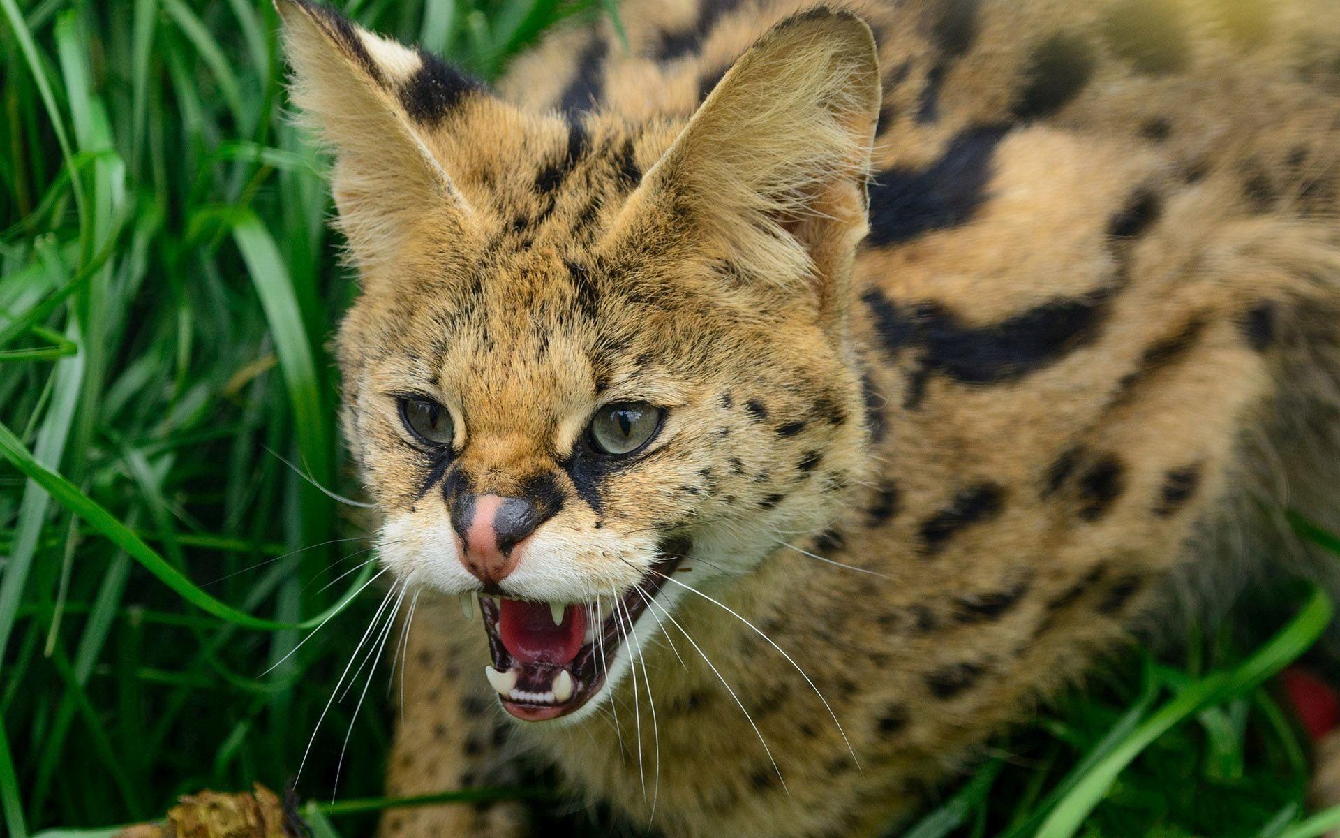 1920x1200 Serval at the Cat Survival Trust