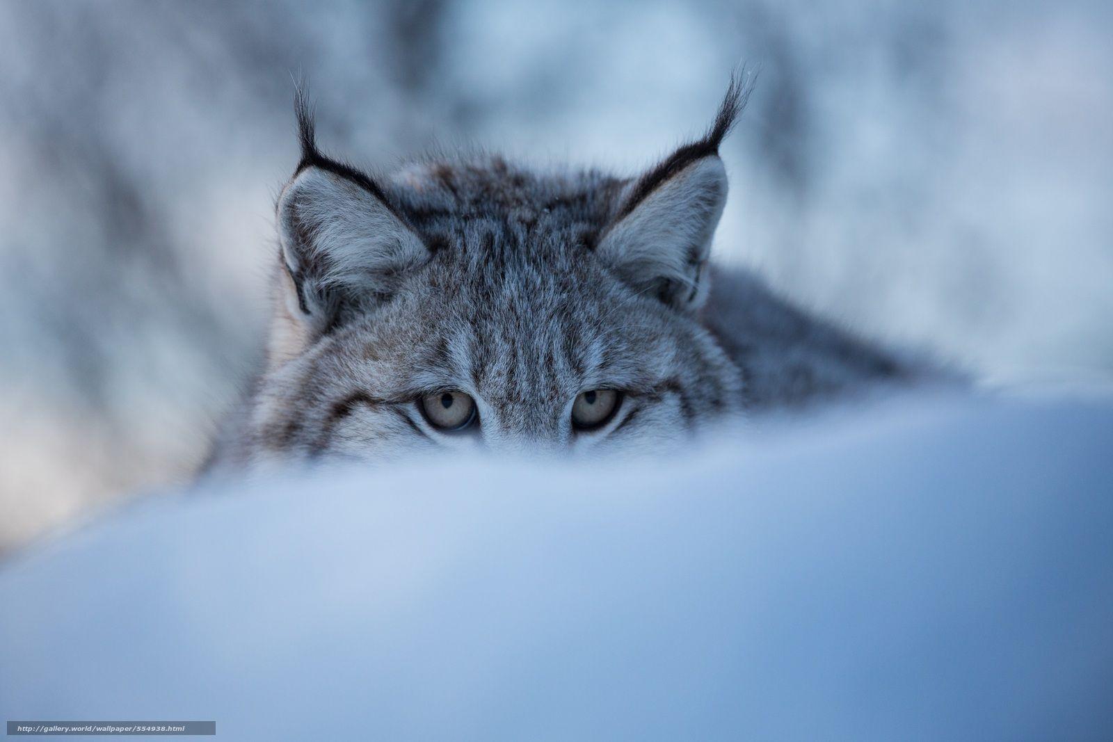 1600x1067 Download wallpaper lynx, wildcat, Snout, eyes free desktop wallpaper