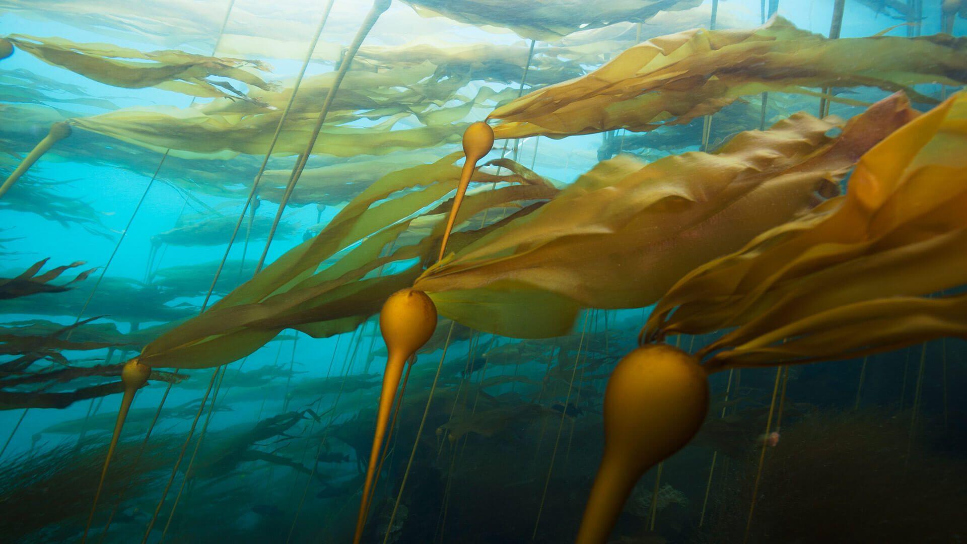 1920x1080 Kelp Forest in British Columbia by .wallpaperhub.app