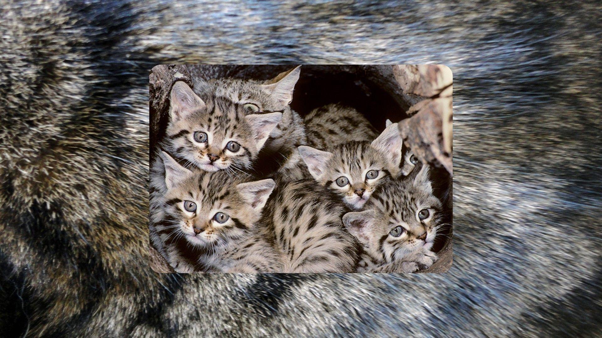 1920x1080 Asiatic wildcat wallpaper. PC