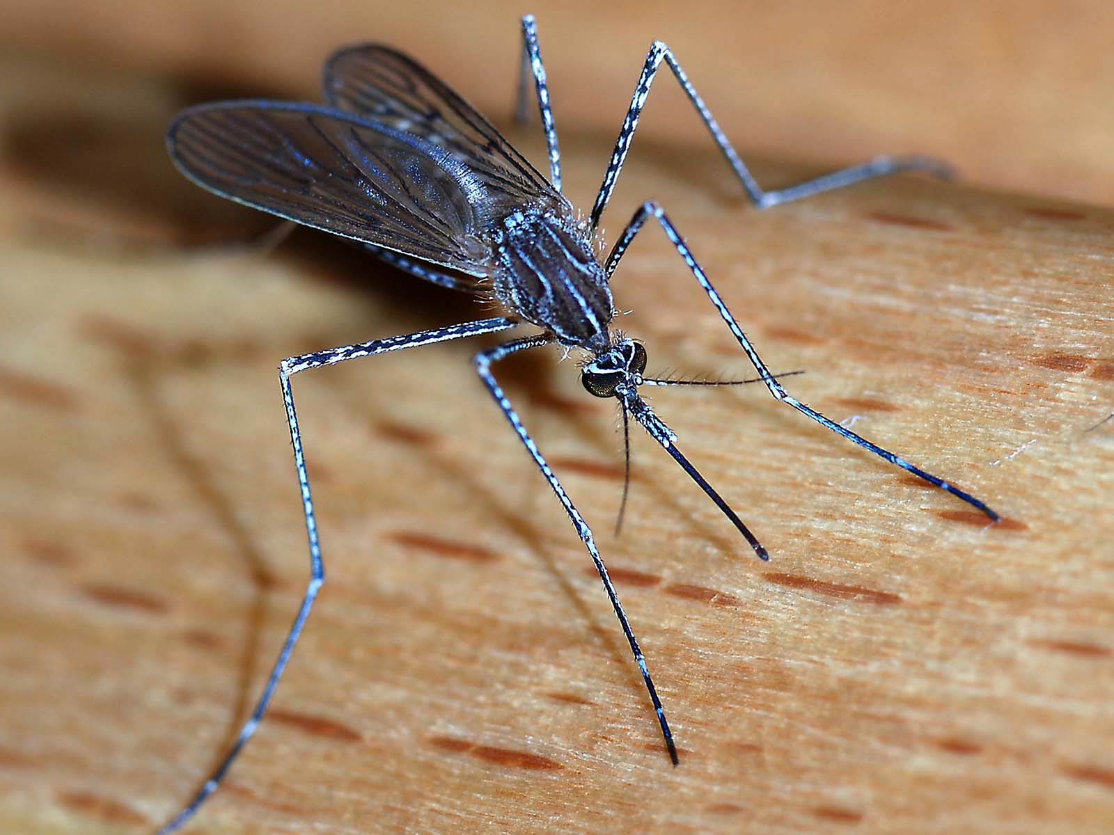 1600x1200 Mosquito Wallpaper