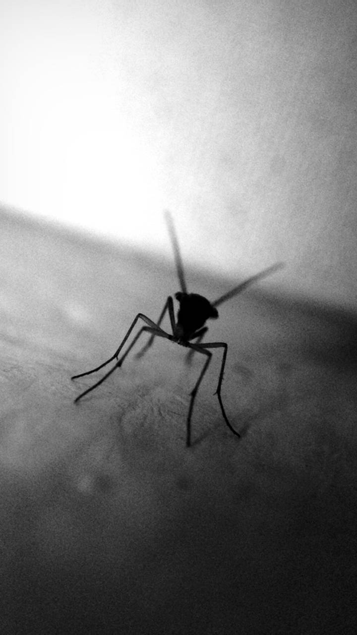Mosquito Wallpapers - Top Free Mosquito Backgrounds - WallpaperAccess