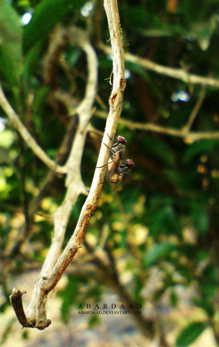 710x1124 Monkey Blog: mosquito wallpaper