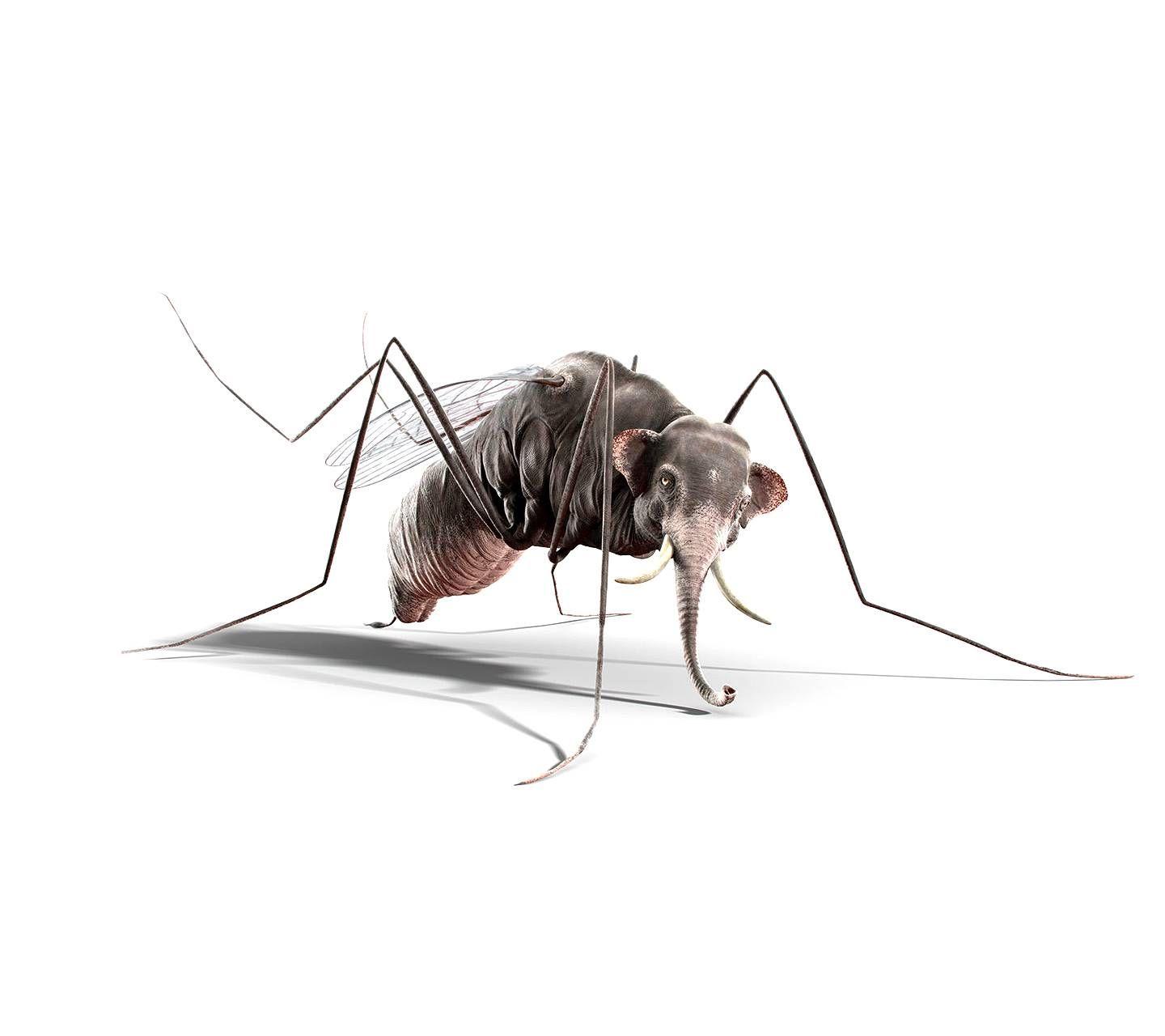 Mosquito Wallpapers - Top Free Mosquito Backgrounds - WallpaperAccess