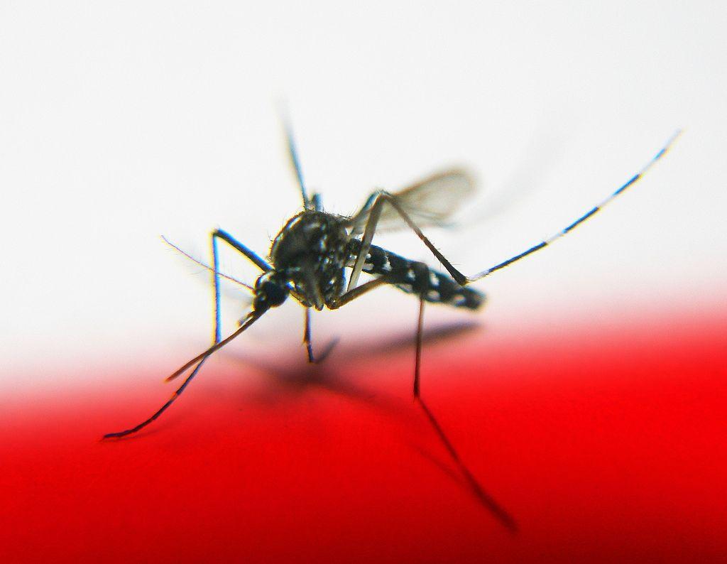 1024x794 Instead of Killing Mosquitoes, Why Don't We Edit the Viruses Out of Them?
