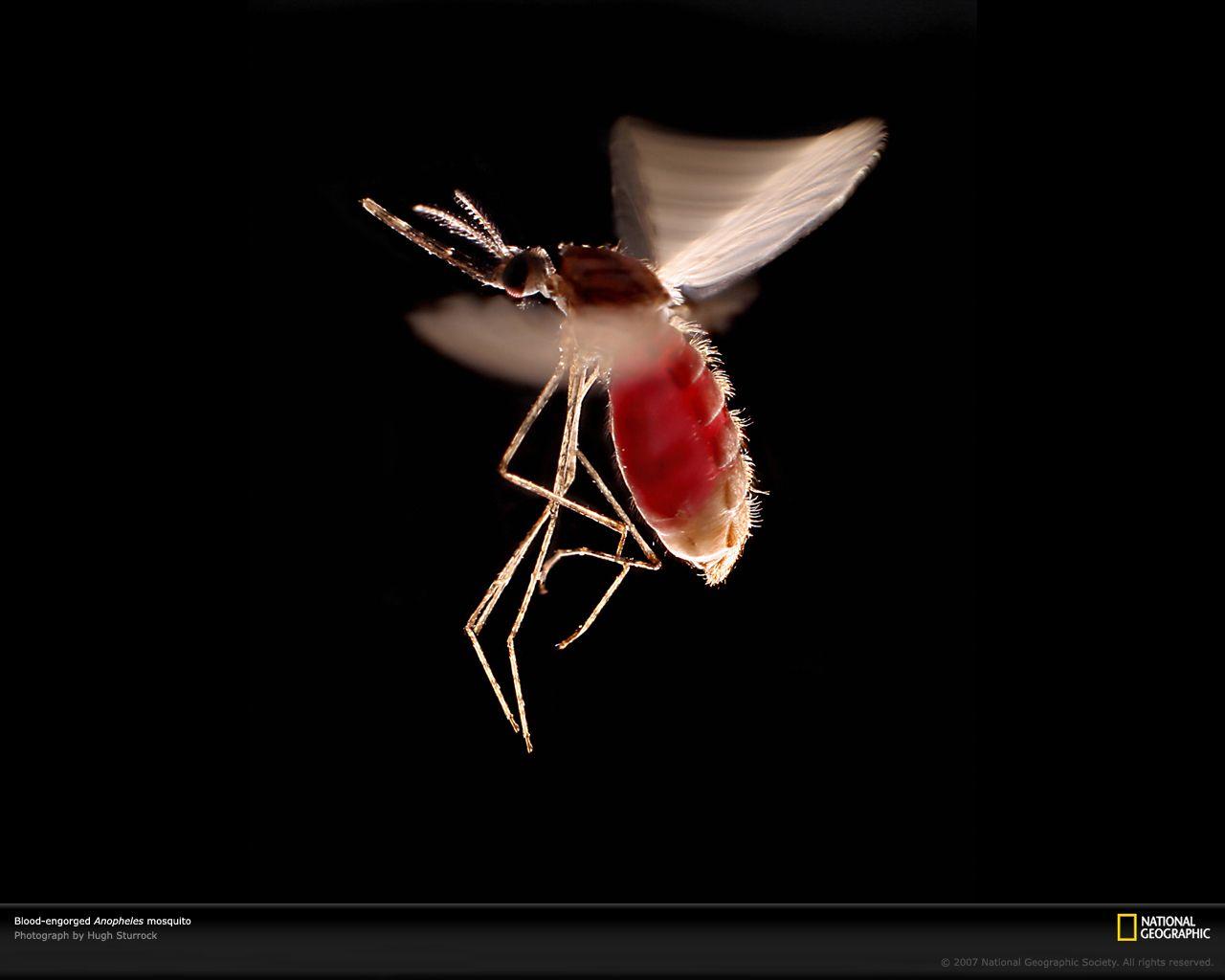 Mosquito Wallpapers - Top Free Mosquito Backgrounds - WallpaperAccess