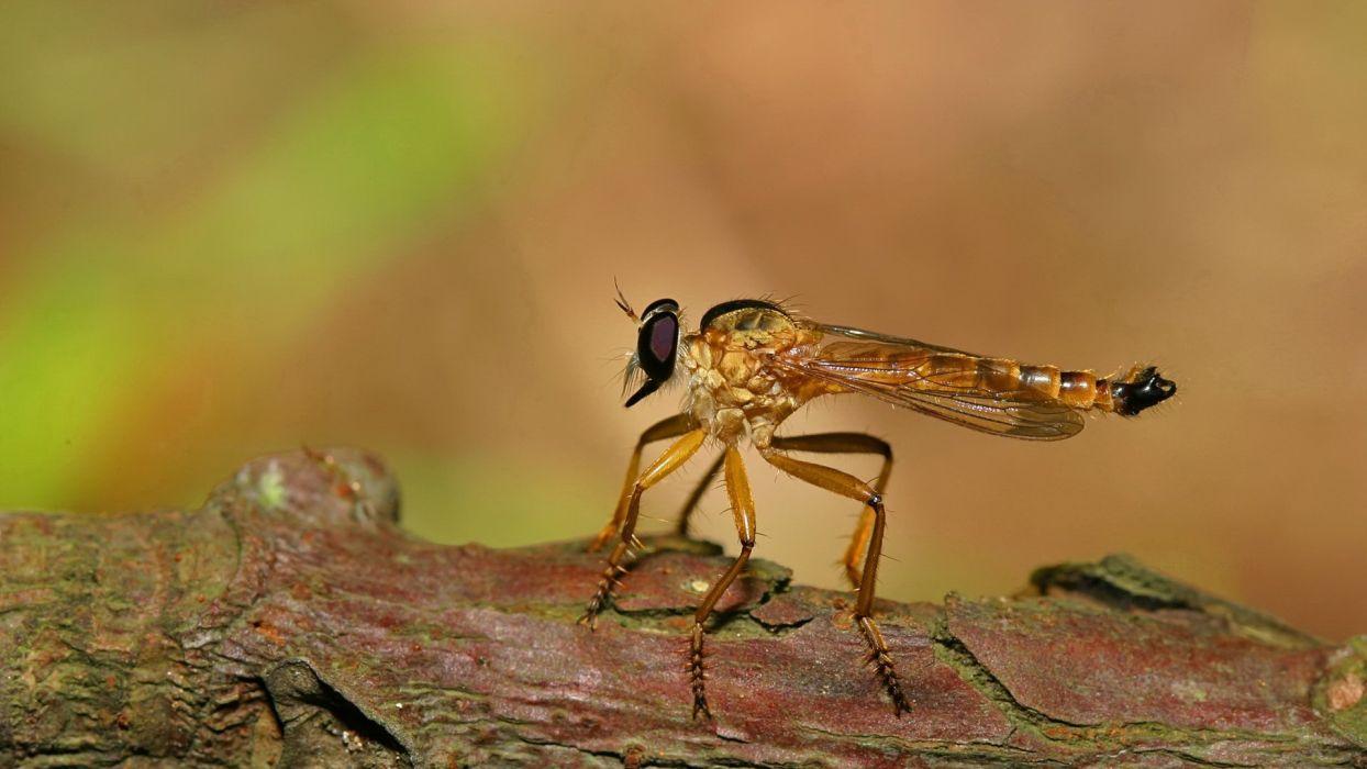 1244x700 Insects fly mosquito wallpaperx1080