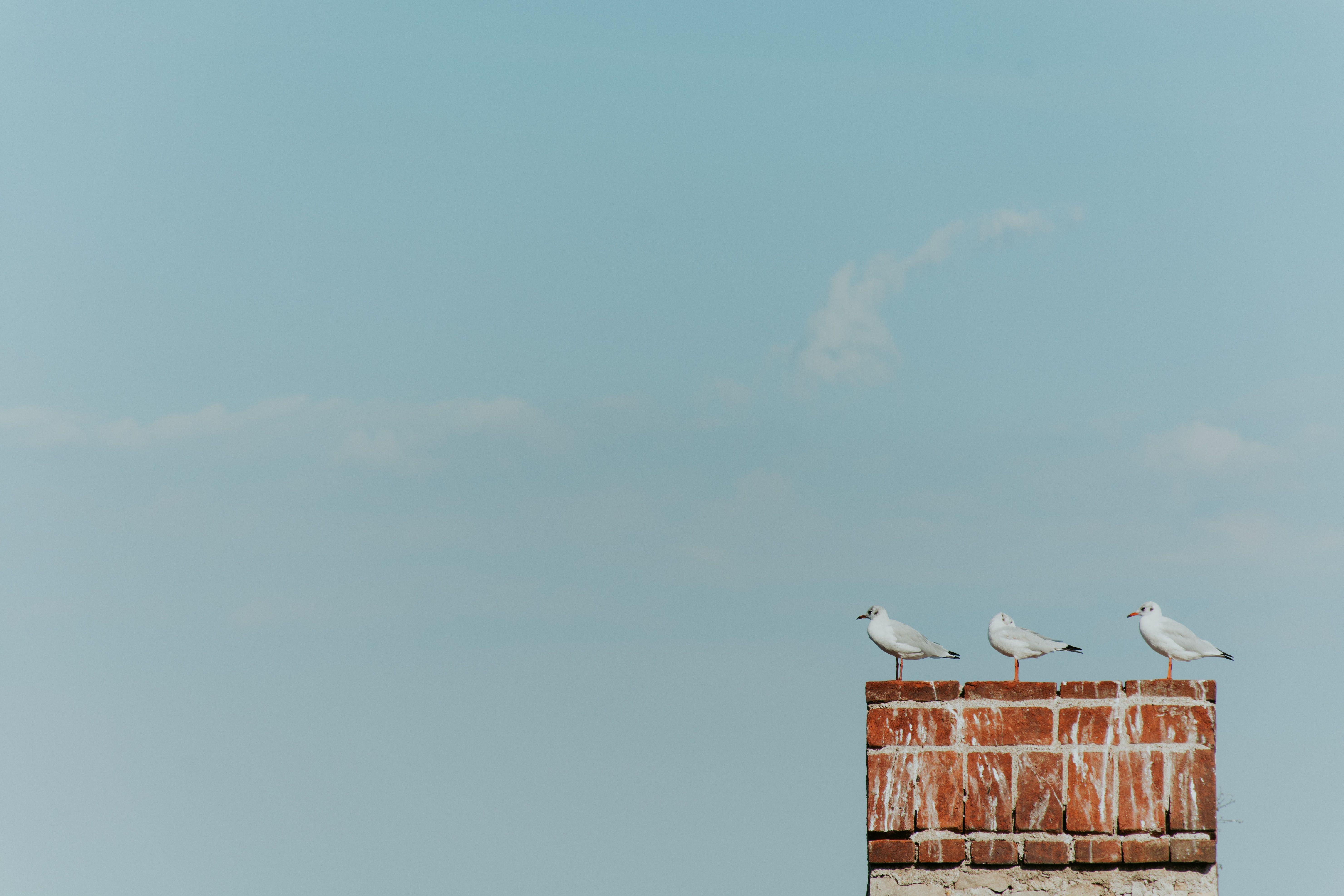 5922x3948 5922x3948 #Free image, #bird, #simple, #wallpaper, #sky, #chimney, #minimalist, #minimal. Mocah.org HD Desktop Wallpaper