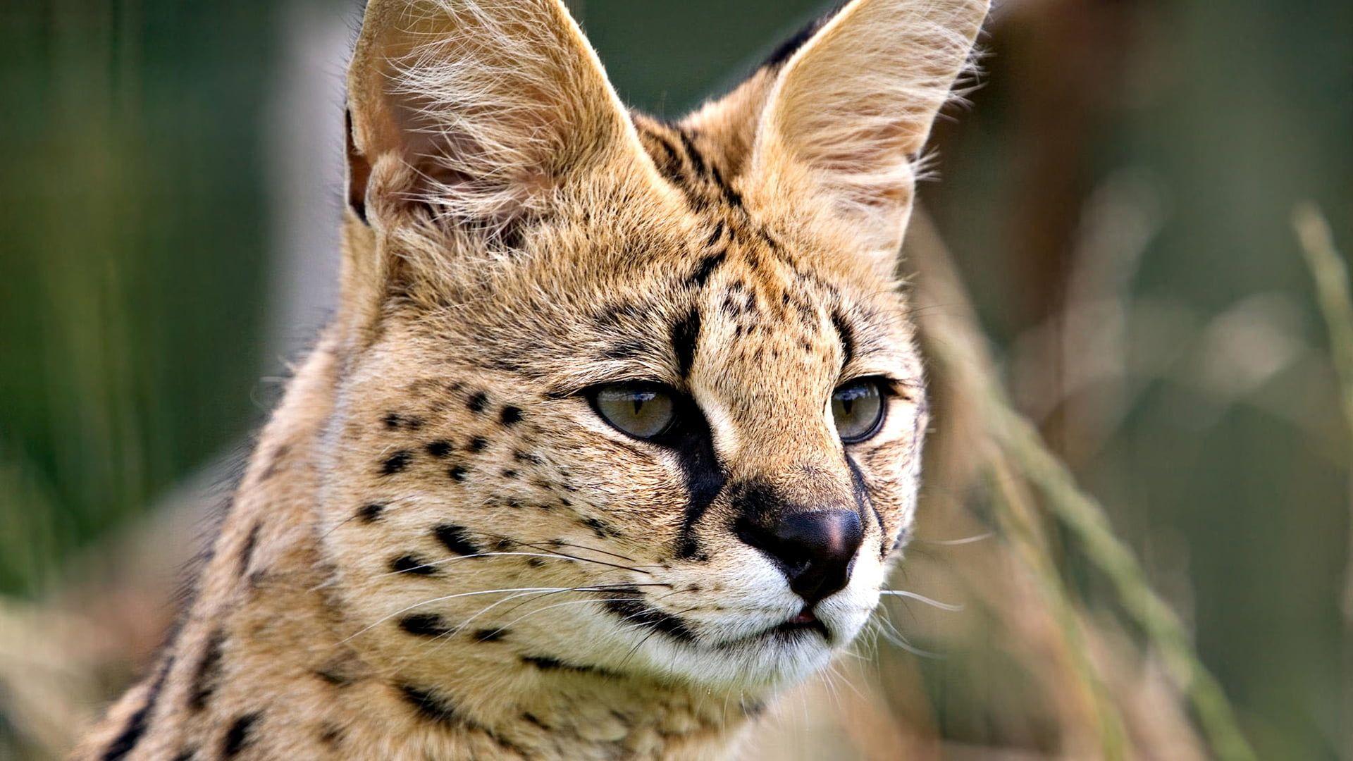 1920x1080 Brown and black wildcat photo HD wallpaper