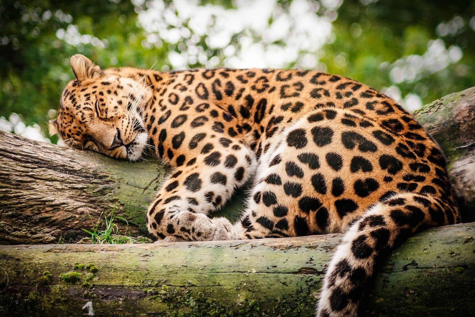 1920x1280 Wildcat Sleeping Wallpaper