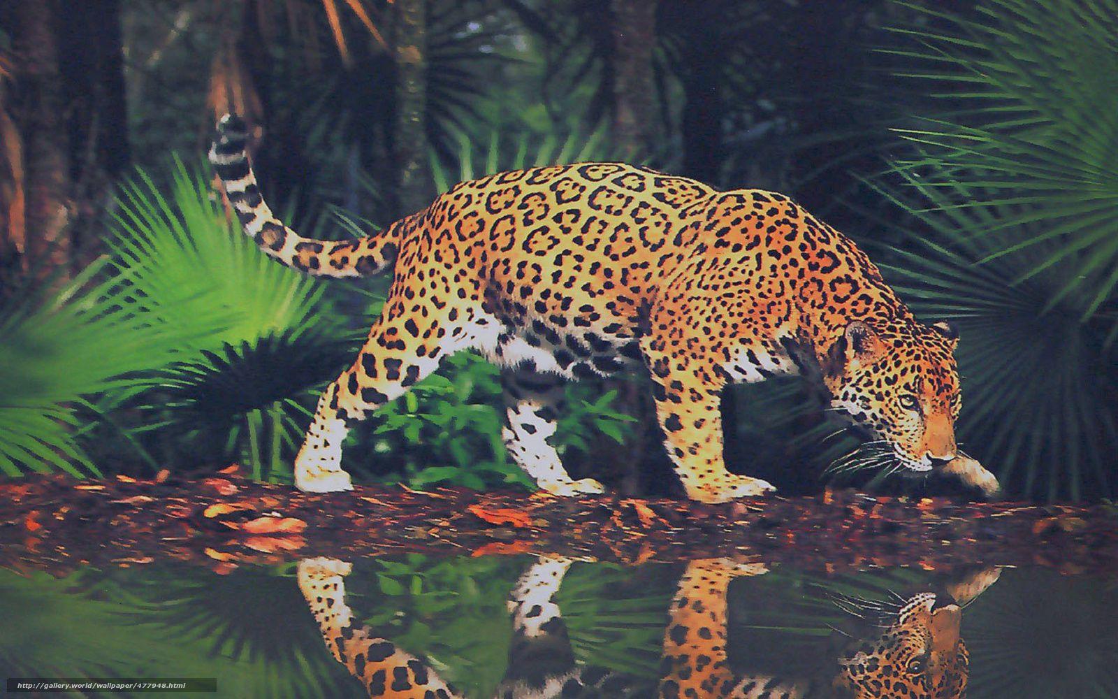 1600x1000 Download wallpaper jaguar, wildcat, predator, jungle free desktop wallpaper in the resolution 1920x1200