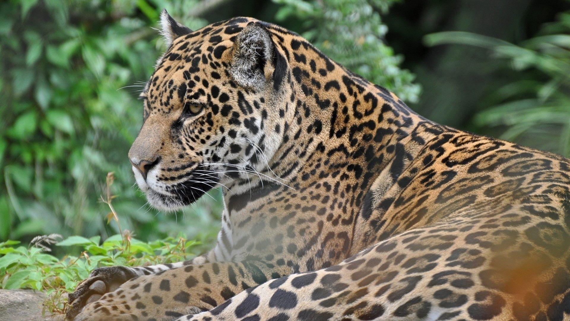 1920x1080 Wildcat Tag wallpaper: Jaguar Wildcat Picture Cat Download. Panther
