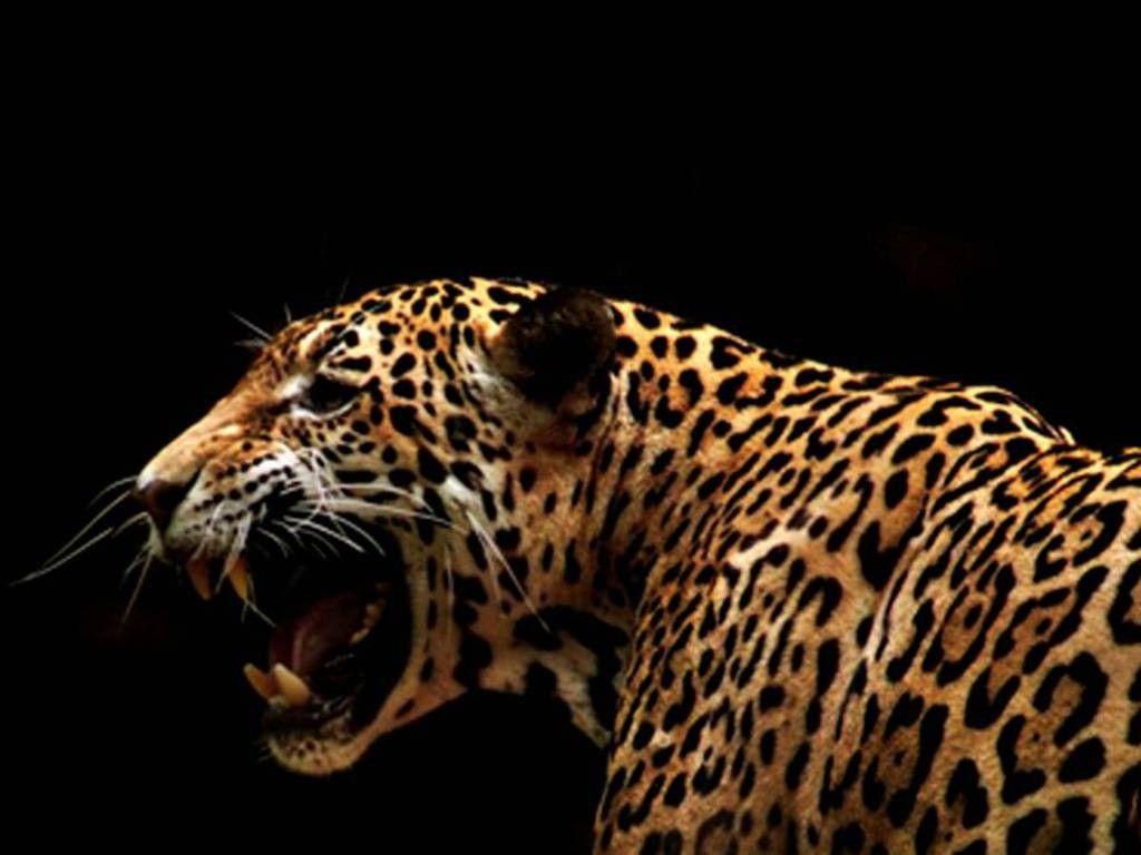 1024x768 Other Leopard Animal Wildcat Amur Bigcat Live Wallpaper Download