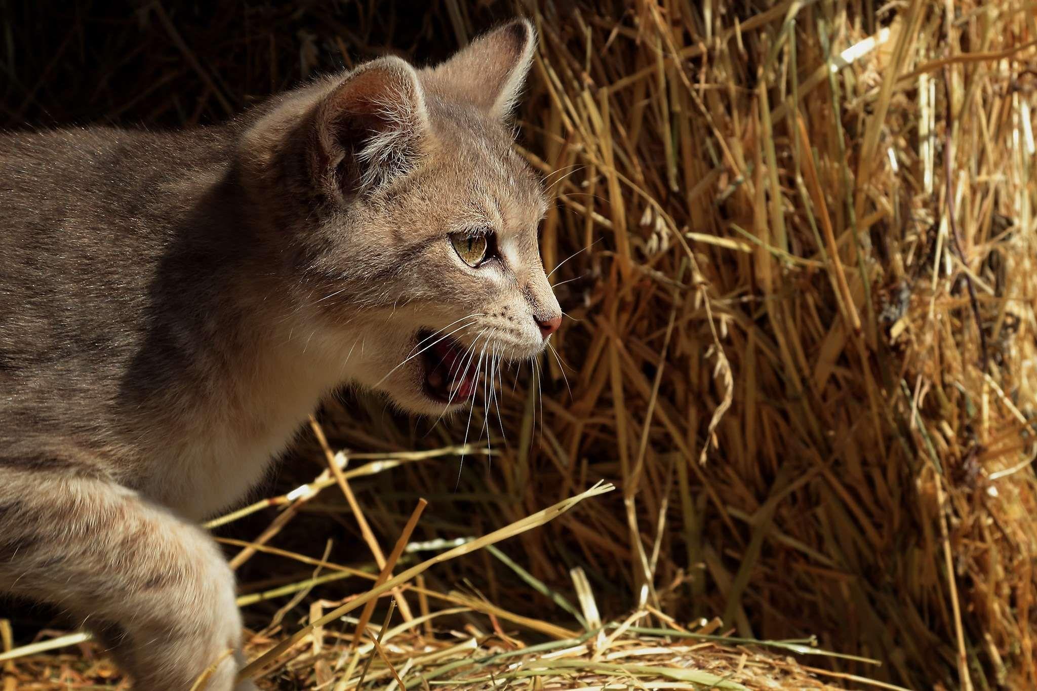 2048x1365 animal #animals #cat #feline #wildcat. wallpaper and backgronds