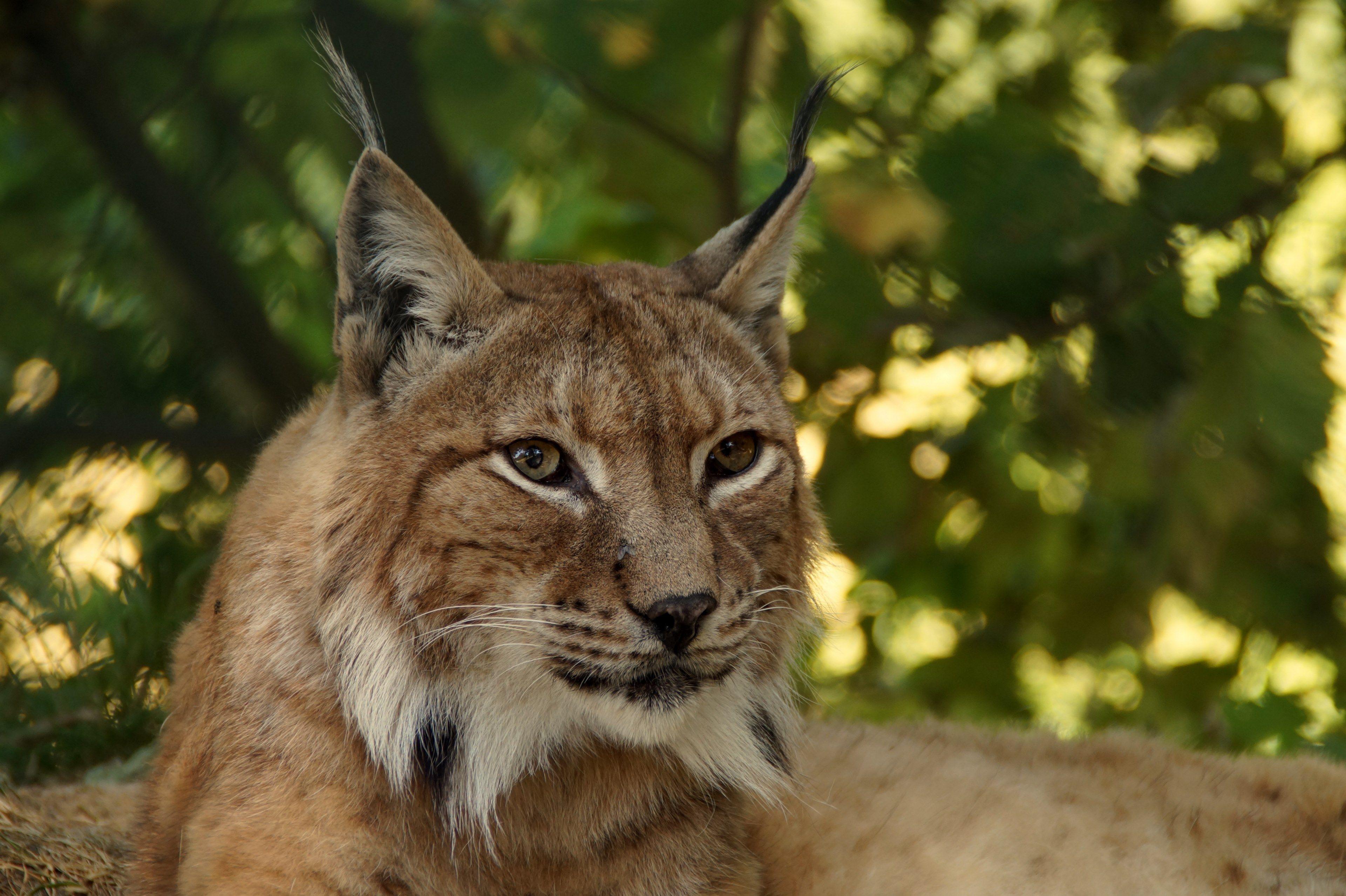 3840x2556 lynx #animal #cat #wildcat #lynx lynx #eurasischer lynx 4k wallpaper