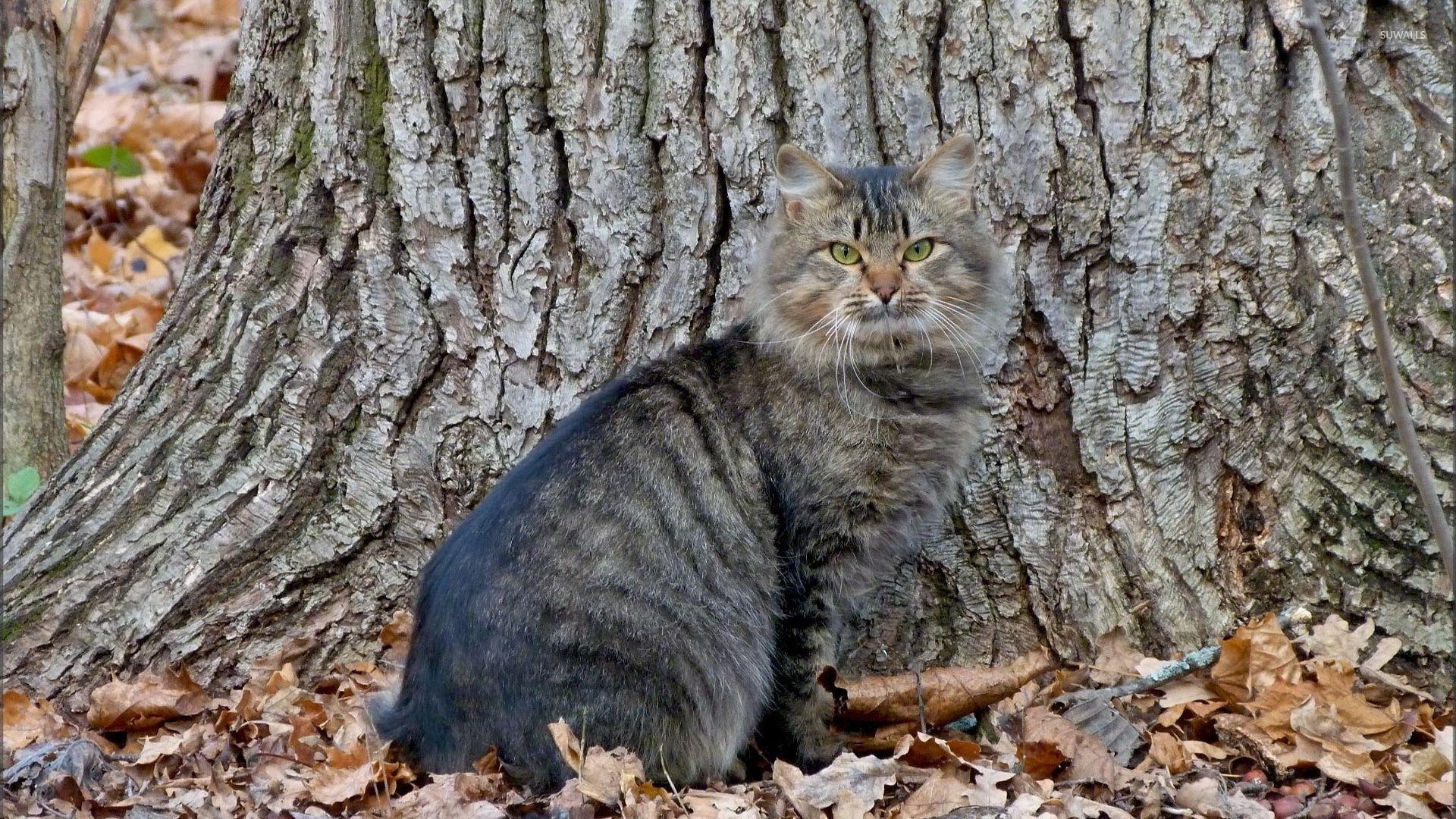 1920x1080 Wildcat standing on autumn leaves wallpaper wallpaper