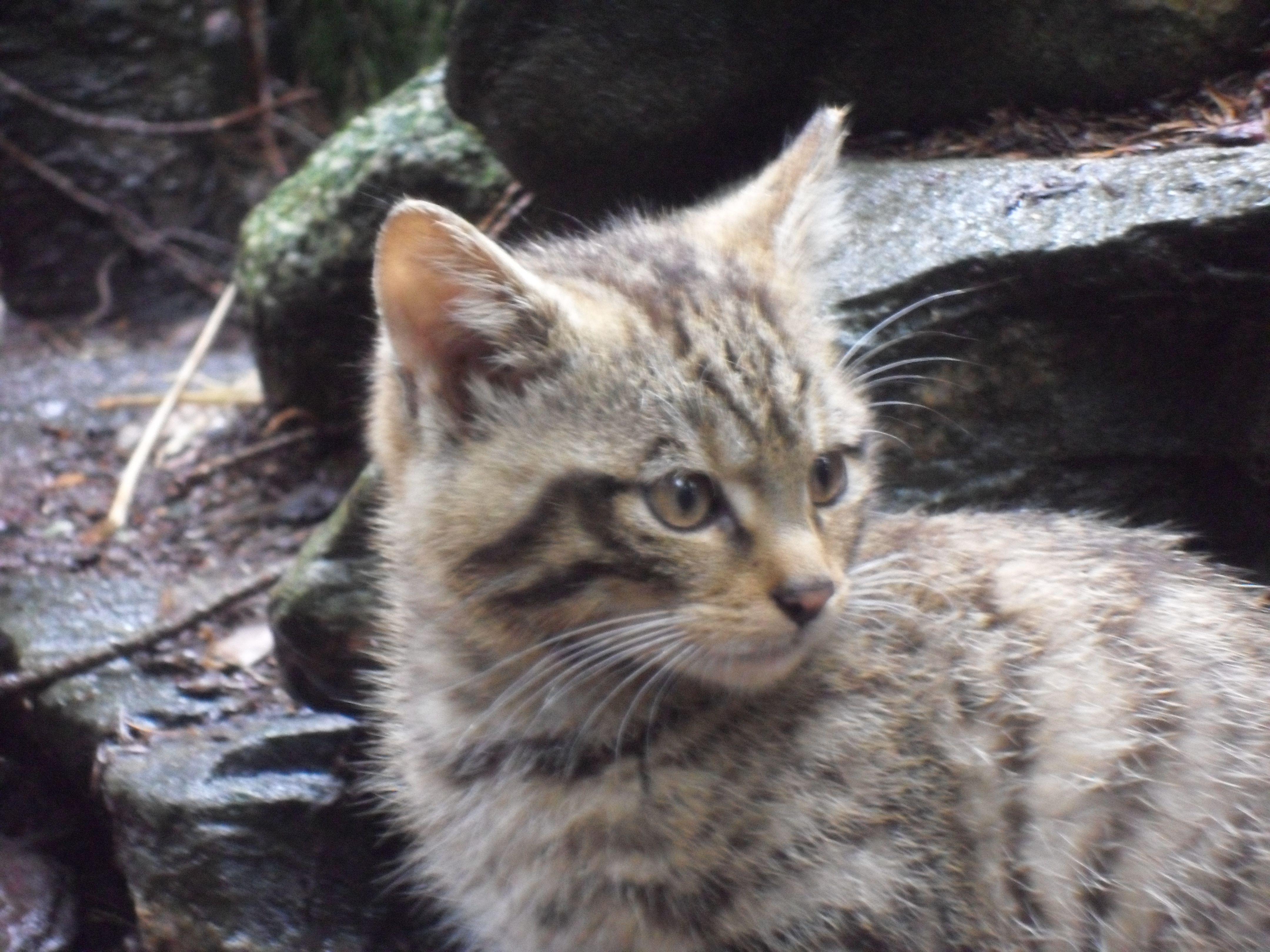 4320x3240 Scottish Wildcat image Scottish Wildcat mother and kittens HD