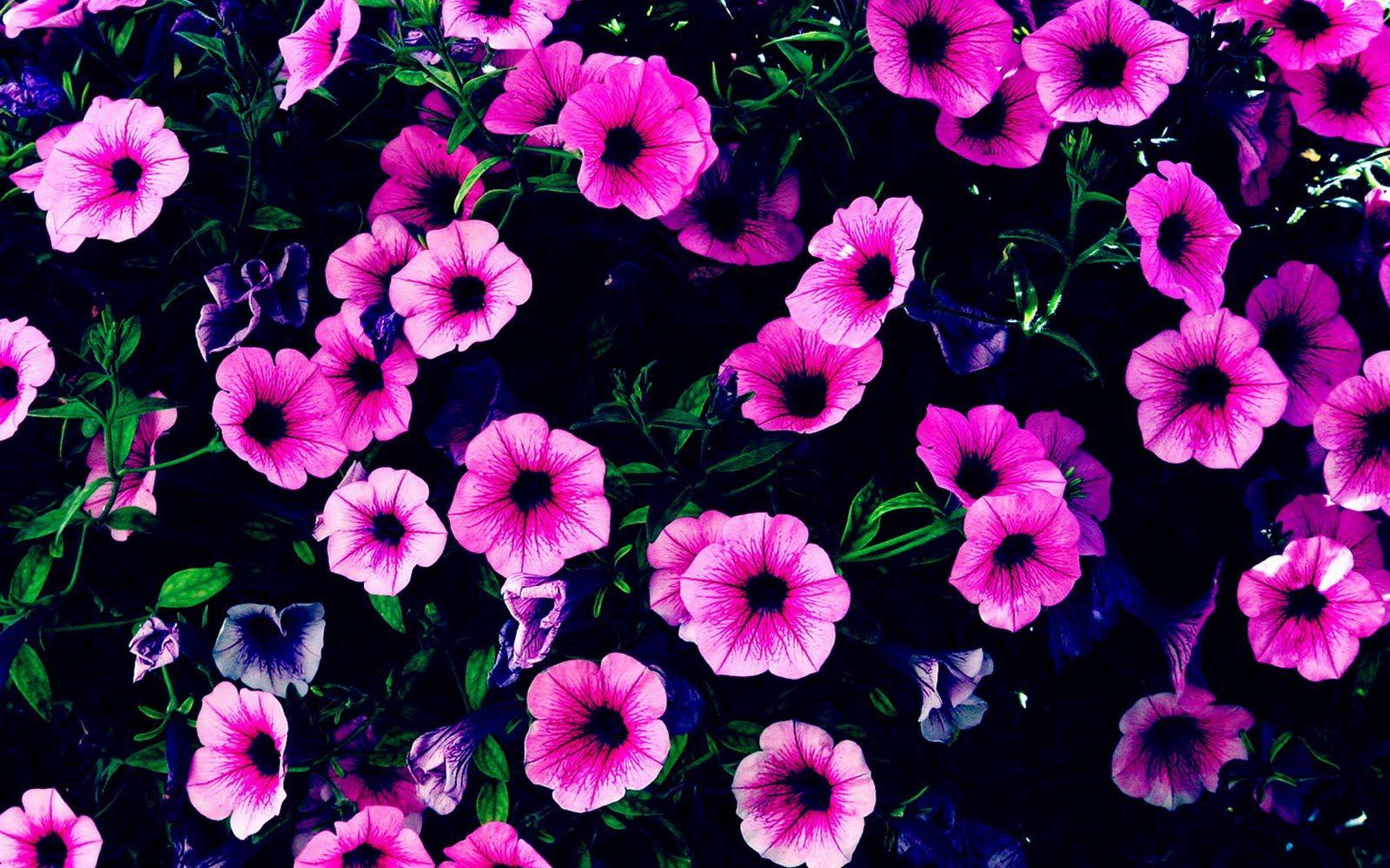 1600x1000 Beautiful Wallpaper For Desktop: Purple Flowers HD Wallpaper 916 - Bird With Purple Flower Collage Wallpaper