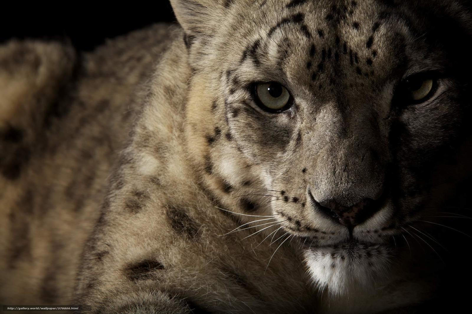 1600x1067 Download wallpaper snow leopard, ounce, wildcat, view free desktop