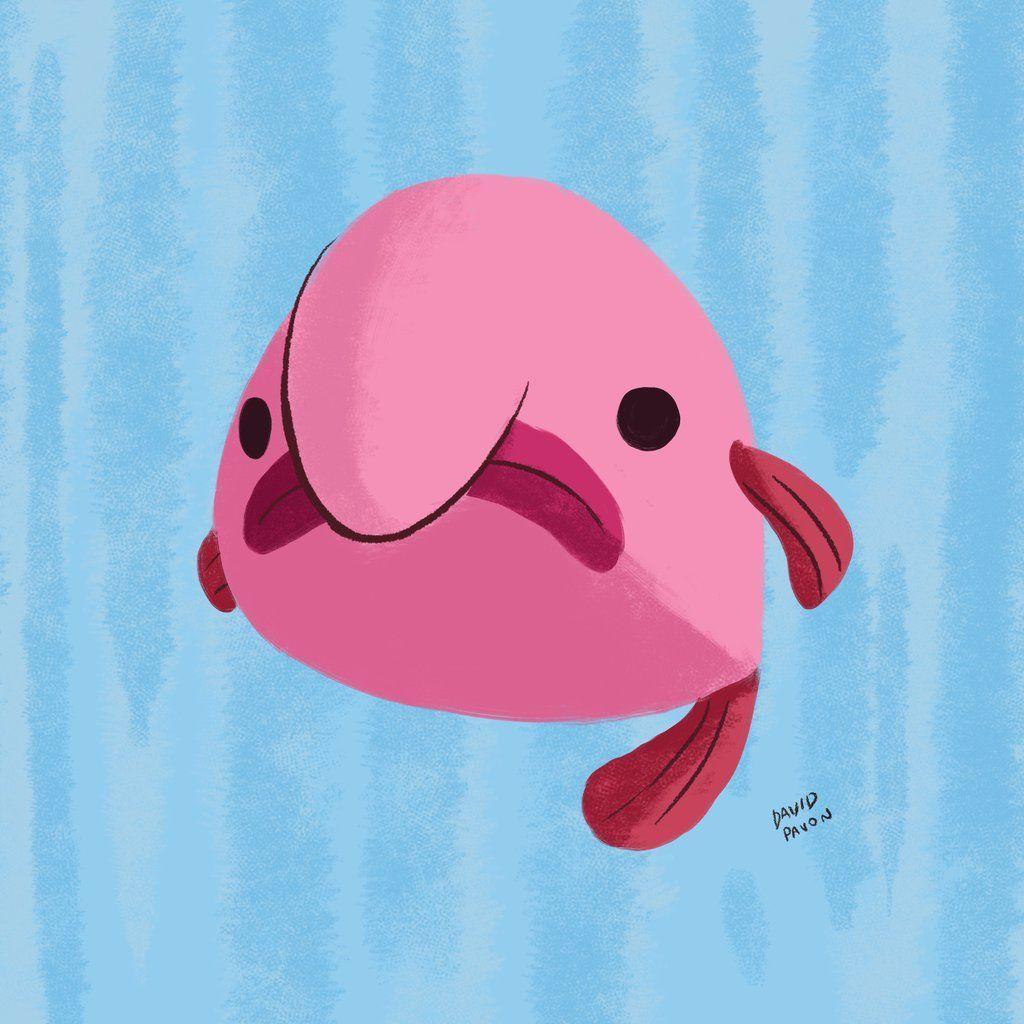 Blobfish Wallpapers - Top Free Blobfish Backgrounds - WallpaperAccess