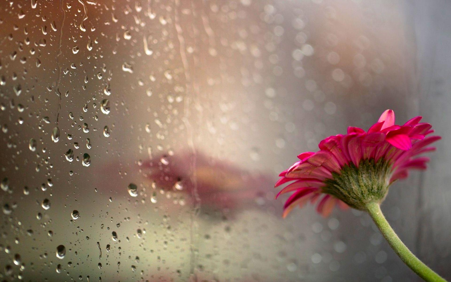 1920x1200 love rain wallpaper HD