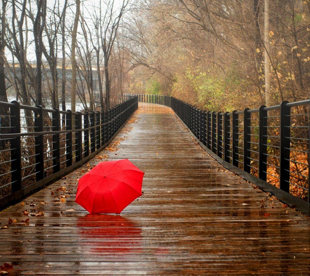 1020x907 Awesome Love, Rain Nature Image