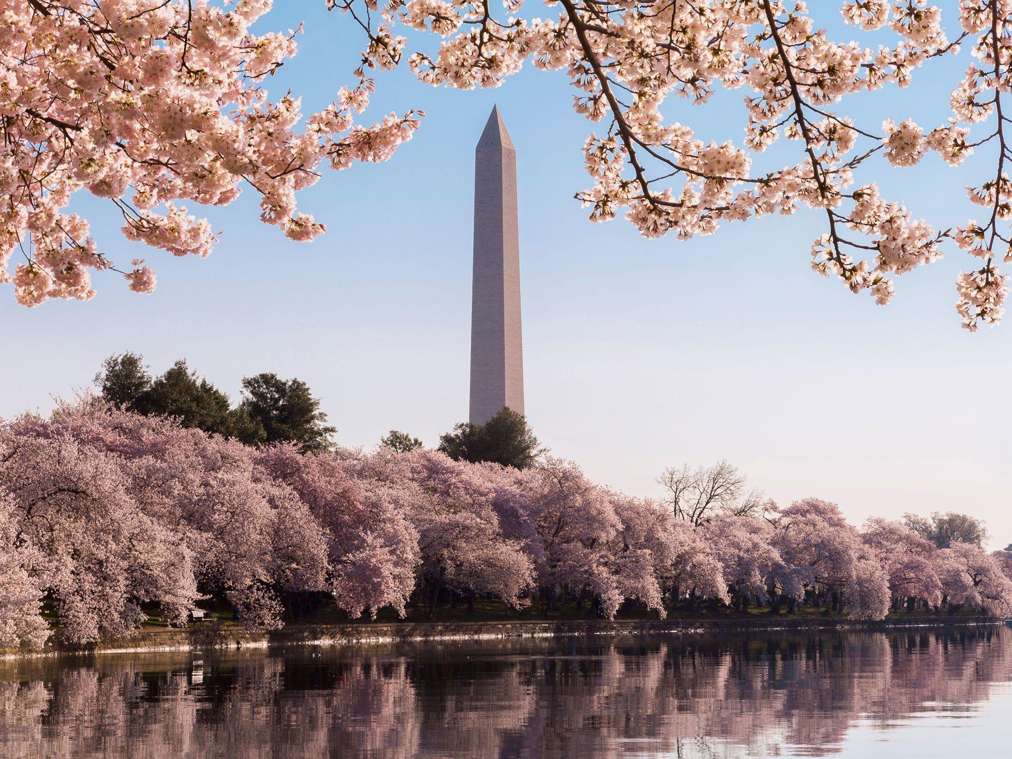 Washington DC Cherry Blossom Wallpapers Top Free Washington DC Cherry