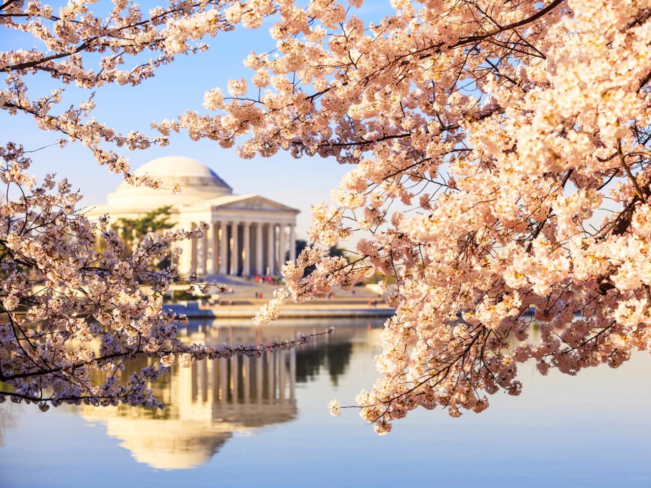 Washington DC Cherry Blossom Wallpapers - Top Free Washington DC Cherry
