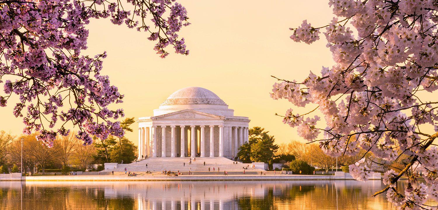 Washington Dc Cherry Blossom Wallpapers Top Free Washington Dc Cherry