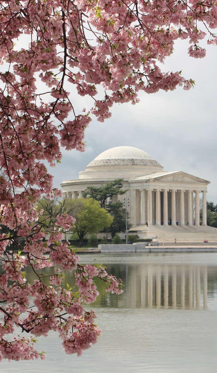 705x1214 Facts About Washington DC's Cherry Blossom Festival. Cherry