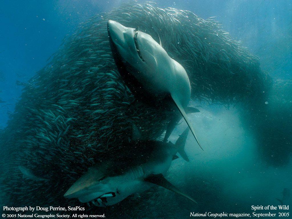 1024x768 National Geographic Wallpaper