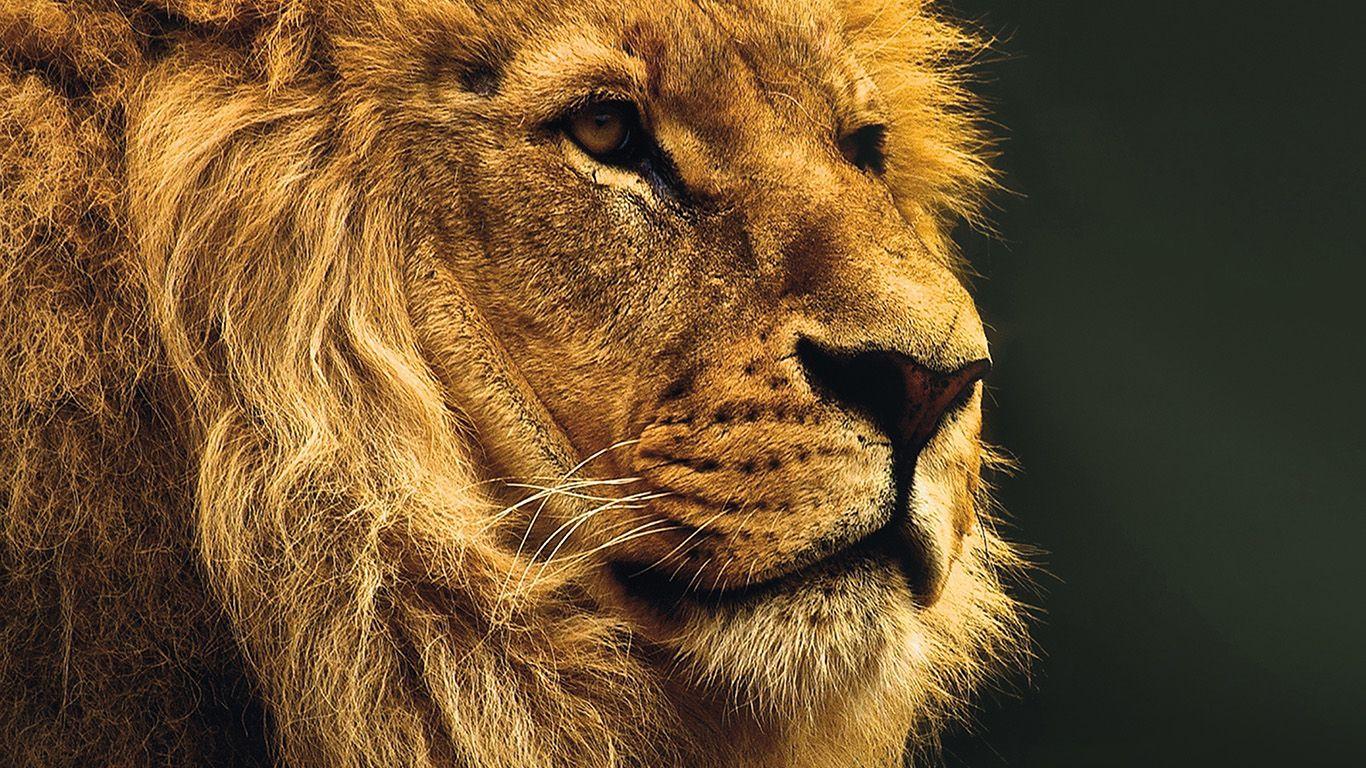 1366x768 National Geographic Nature Animal Lion Yellow Wallpaper