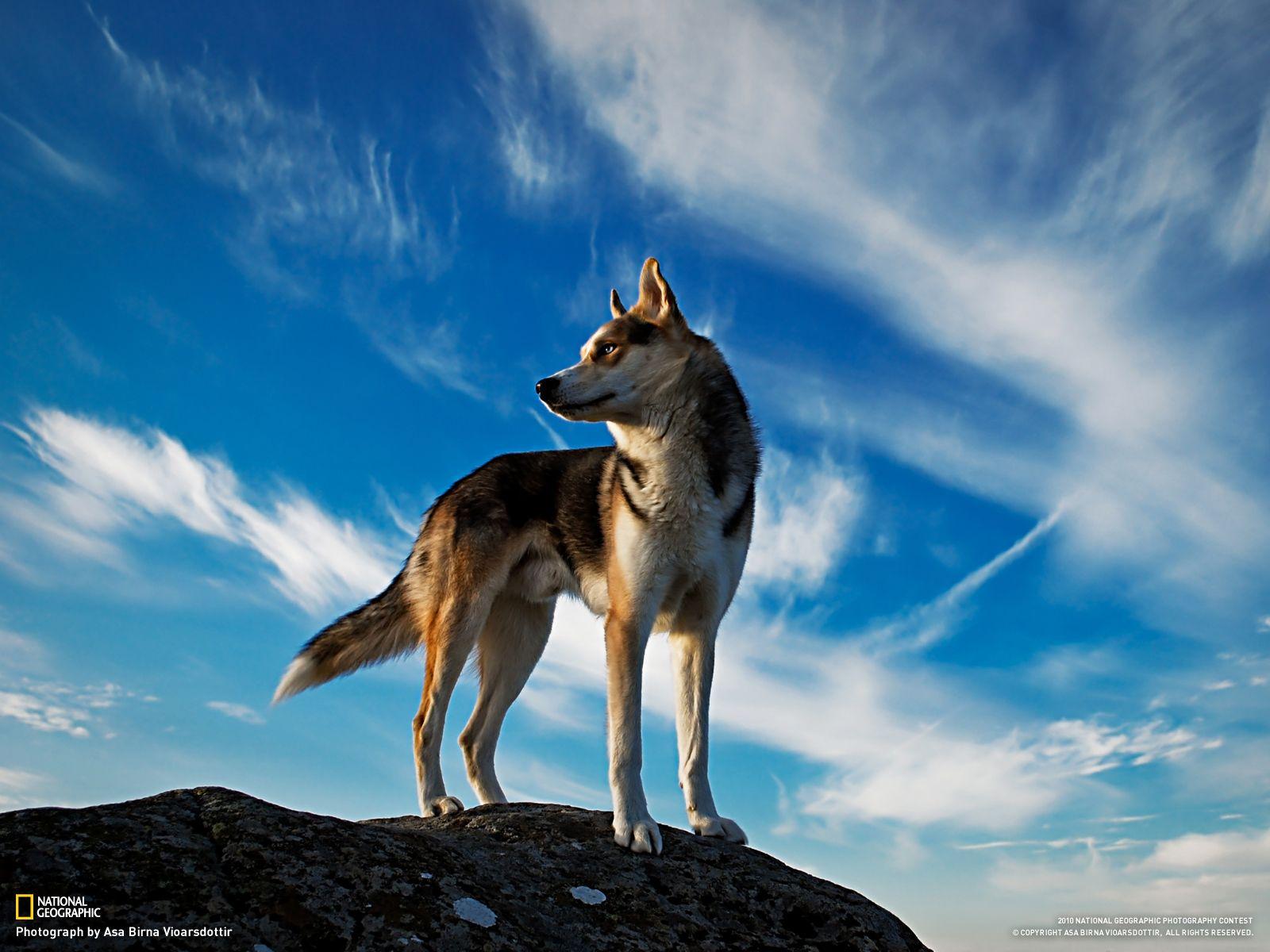 1600x1200 Free National Geographic Wallpaper Resolution Nat Geo HD Wallpaper