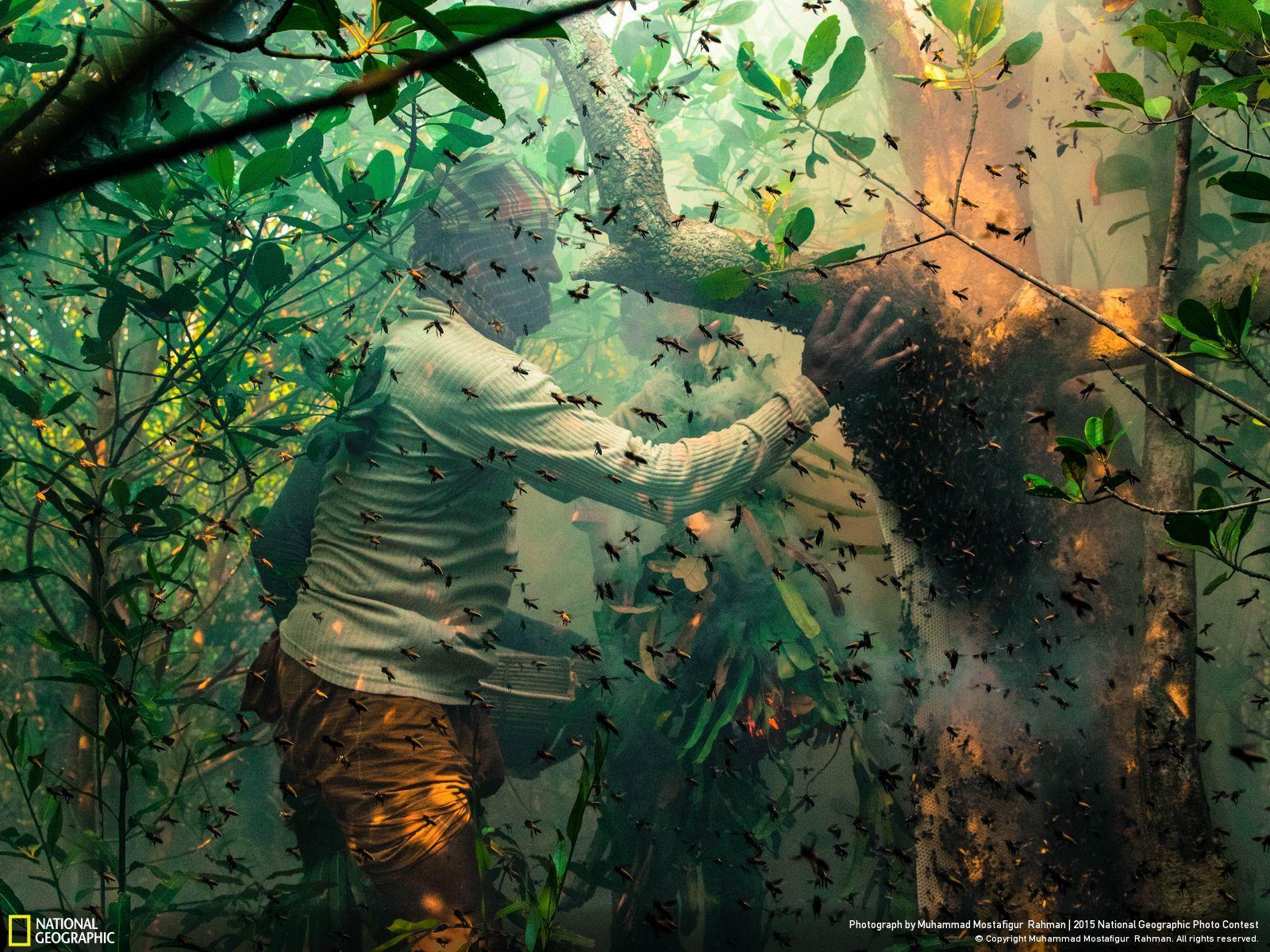 1600x1200 National Geographic Wallpaper Picture