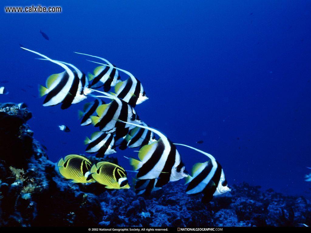1024x768 Animals: National Geographic, picture nr. 4447