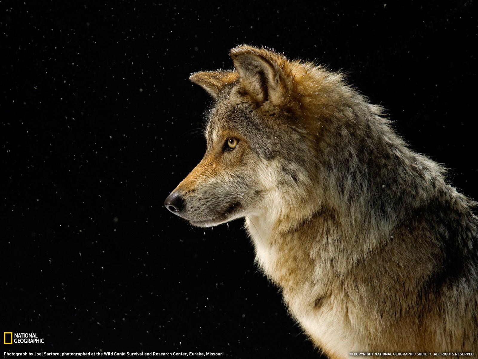 1600x1200 Pic Wallpaper HD: 30 BEAUTIFUL NAT GEO HD WALLPAPERS